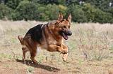 BERGER ALLEMAND 399